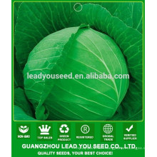 NC40 Shuru Best Cabbage seeds for open field, seeds breeder